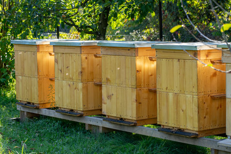 A Gorgeous and Beautiful Line of Bee Hives Found in a Peaceful and Serene Apiary Setting