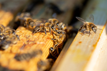 Busy Bees are Actively Working in their Hive to Maintain the Colonys Efficiency and Health