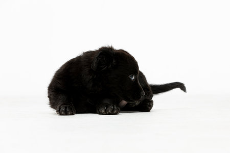 An Adorable Black Puppy Sitting Gracefully on a White Background, Looking Sweet and Cute