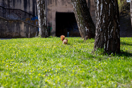 A cute squirrel is foraging happily in a lush green park under the warm sunlightの写真素材