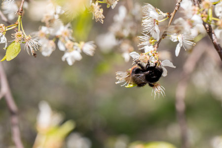 A Bee Engaging in Pollination of a Beautiful Flowering Tree During the Spring Season
