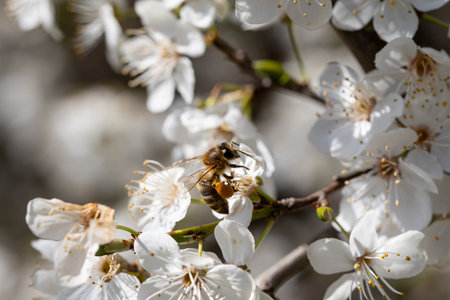 A Bee is Pollinating Beautiful White Blossoms During the Spring Season of the Year