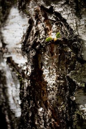 A Detailed CloseUp of Textured Tree Bark Featuring Vibrant New Green Leaves Emergingの写真素材