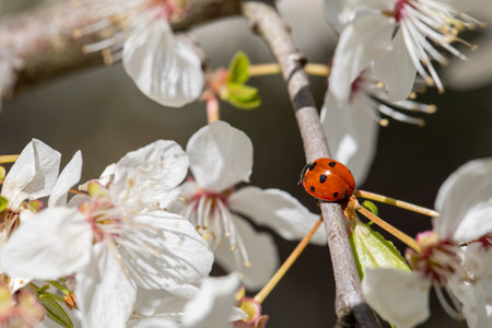 A beautiful ladybug resting on a cherry blossom branch during the serene spring seasonの写真素材