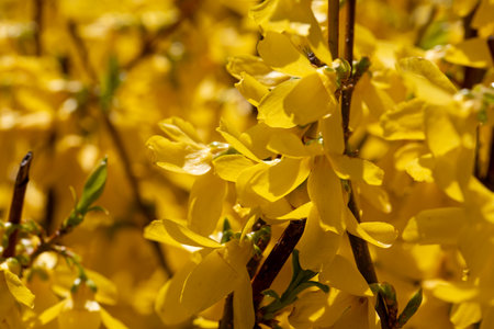 The Vivid Yellow Blossoms are in Full Bloom, creating a beautiful and cheerful landscape