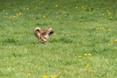 A Playful Puppy Joyfully Running Around in a Beautiful Sunny Meadow Filled with Flowersの写真素材