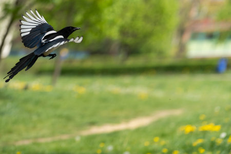 A Majestic Bird Gracefully Soars Through the Bright Blue Sky Above a Lush Green Fieldの写真素材