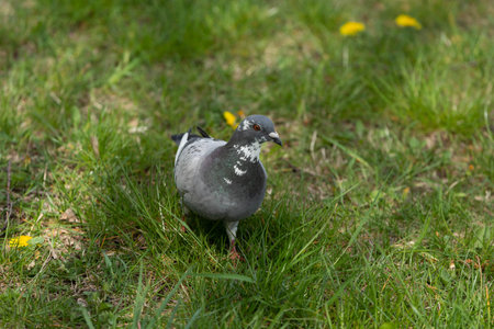 A Pigeon Walking on Lush Green Grass Surrounded by Bright Yellow Dandelions in the Backgroundの写真素材