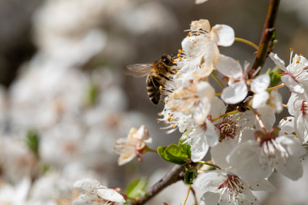 A beautiful bee diligently pollinating the vibrant cherry blossoms in the lovely spring season