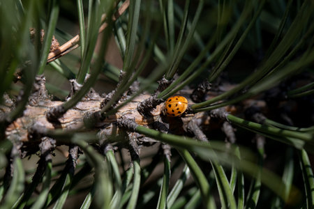 A beautiful ladybug is perched delicately on an evergreen branch surrounded by soft pine needles