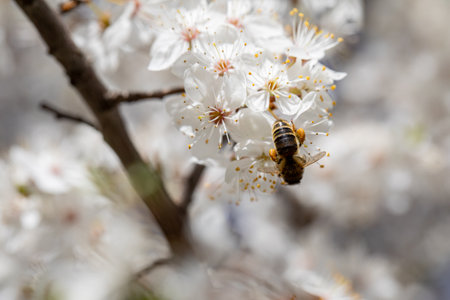 A Bee Engaging in the Pollination Process of a Beautiful Cherry Blossom During Springtime