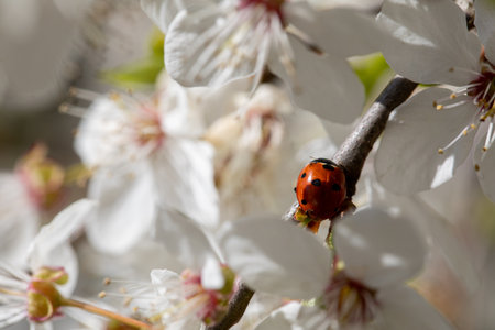 A lovely ladybug perched gracefully on a cherry blossom branch during the vibrant spring seasonの写真素材