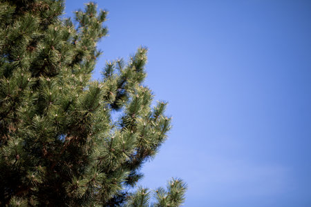 Lush and Vibrant Green Tree Branches Stretched Out Against a Clear and Beautiful Blue Sky