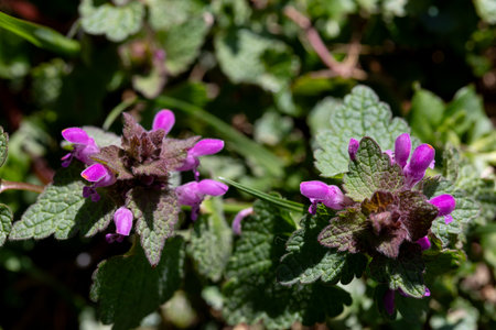 Vibrant Purple Flowers Flourishing in Nature, Showcasing Their Beauty and Colorful Blooming