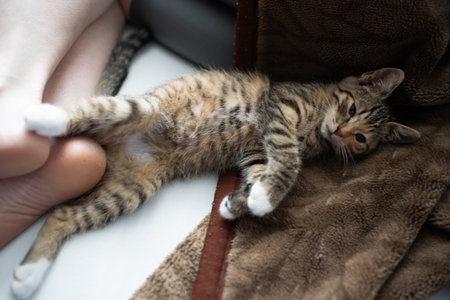 An incredibly cute tabby kitten is currently relaxing peacefully on a cozy blanket