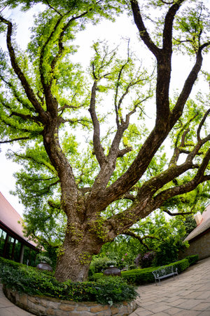 A Majestic Tree with Lush Green Foliage Gracefully Positioned in a Serene Courtyard Setting