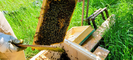 Beekeeping, the art and science of extracting honey from hives, is a unique practice