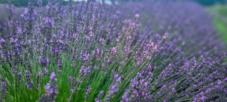 A Beautiful and Stunning Lavender Field in Full Bloom Featuring Gorgeous Purple Flowers All Around