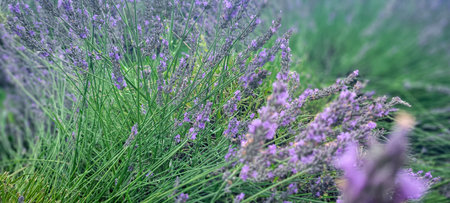 Lavender Field in Bloom A Beautiful Representation of Natures Tranquility and Serenity