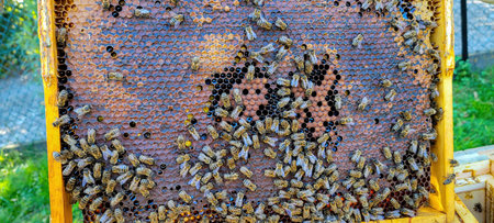 A CloseUp View of a Vibrant Beehive Frame Displaying Bees and Their Honeycomb Structure