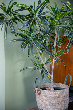 Elegant and Attractive Indoor Plant in a Beautifully Woven Decorative Basket for Home Decorの写真素材