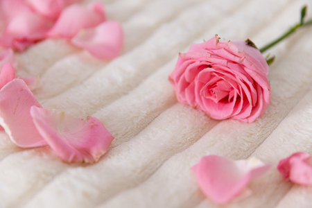 A serene pink rose with delicate petals on soft fabric, creating tranquility and eleganceの写真素材