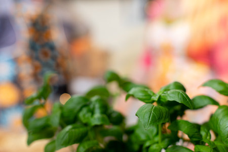 A Fresh Herb Basil is beautifully displayed in a Vivid and Attractive Background settingの写真素材