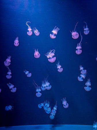 Experience the mesmerizing display of jellyfish gliding gracefully through the underwater realm