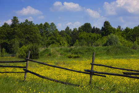 Spring view with green fields, flowers and forest のeditorial素材