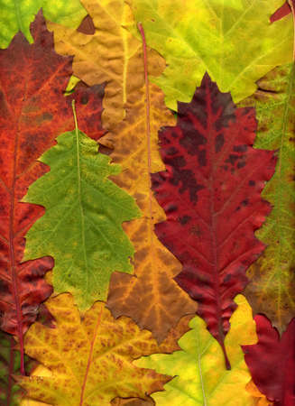 Autumn or Fall Colorful Oak Leaves Closeup Background