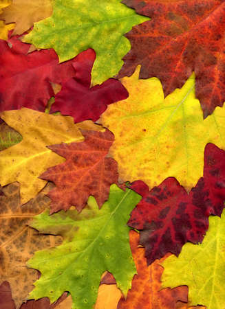 Autumn or Fall Colorful Oak or Maple Leaves Closeup Background