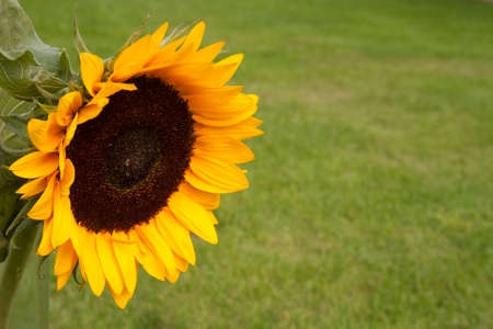 Beautiful Sunflower Flower in the Gardenの写真素材