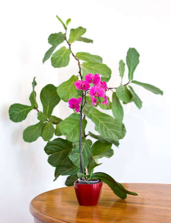 Pink orchid in flowerpot on the brown tableの写真素材