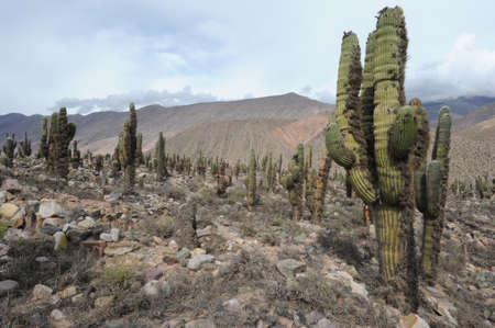 archaeological site of Pucara near Tilcara in the Argentine andesの写真素材