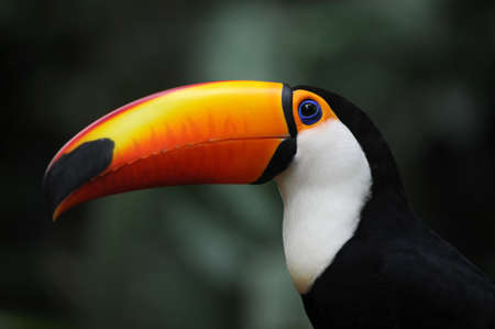 Toucan at Parque das Aves Iguasu, Brasilの写真素材