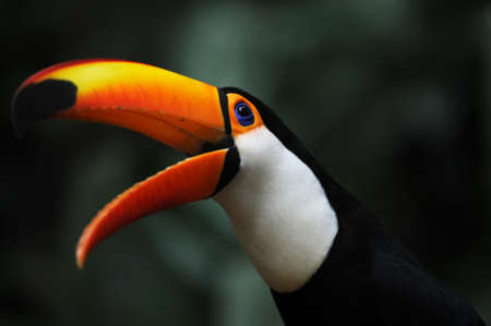 Toucan at Parque das Aves Iguasu, Brasil