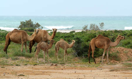 dromedary family on the island of Socotra, Yemenの写真素材