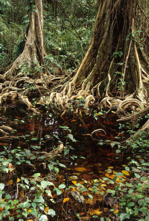 roots on Cahuita National Park