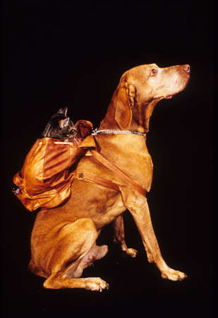 Dog with a cat on the backpackの写真素材