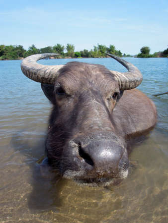 Water buffalo at Don Det island on Laosの写真素材