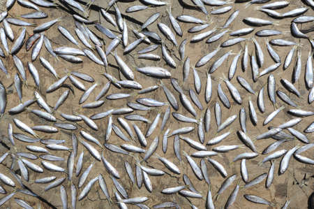 drying fish of river Mekong at Don Khong islandの写真素材