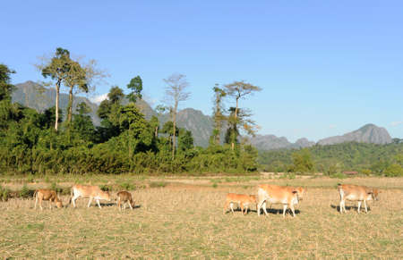 Rural landscape near Vang Vieng on Laosの写真素材