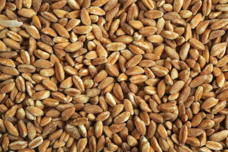 spelt vegetarian food