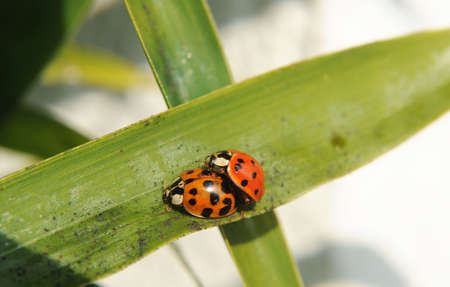 A couple of Ladybugs on a sexual intercourseの写真素材