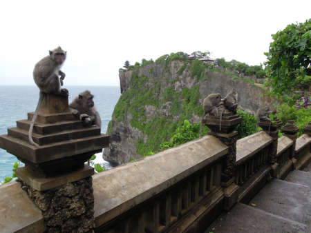 Monkey at the Temple of Uluwatu on Baliの写真素材