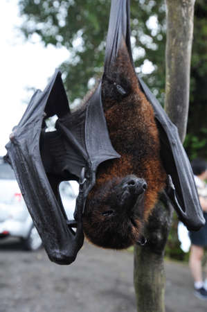 Pteropus giganteus Bat on the island of Bali, Indonesia
