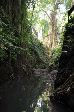 River on Monkey forest sanctuary at Ubud on the island of bali, Indonesia