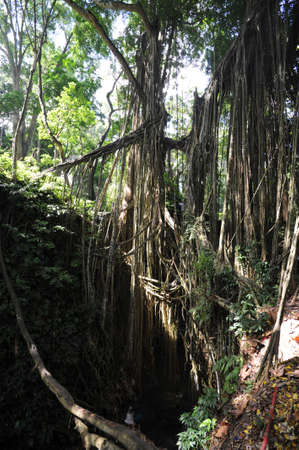River on Monkey forest sanctuary at Ubud on the island of bali, Indonesia