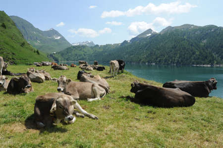 Cows at lake Ritom on the Swiss alpsの写真素材