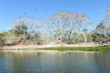 Bird island on the lake of Suchitlan near Suchitoto on El Salvadorの写真素材
